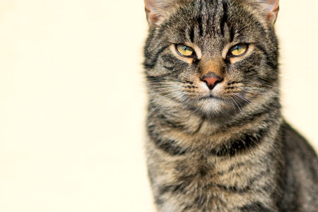Wise Cat Portrait photo