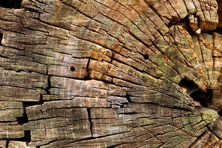 Cut wood texture photo