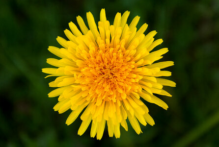 Dandelion photo