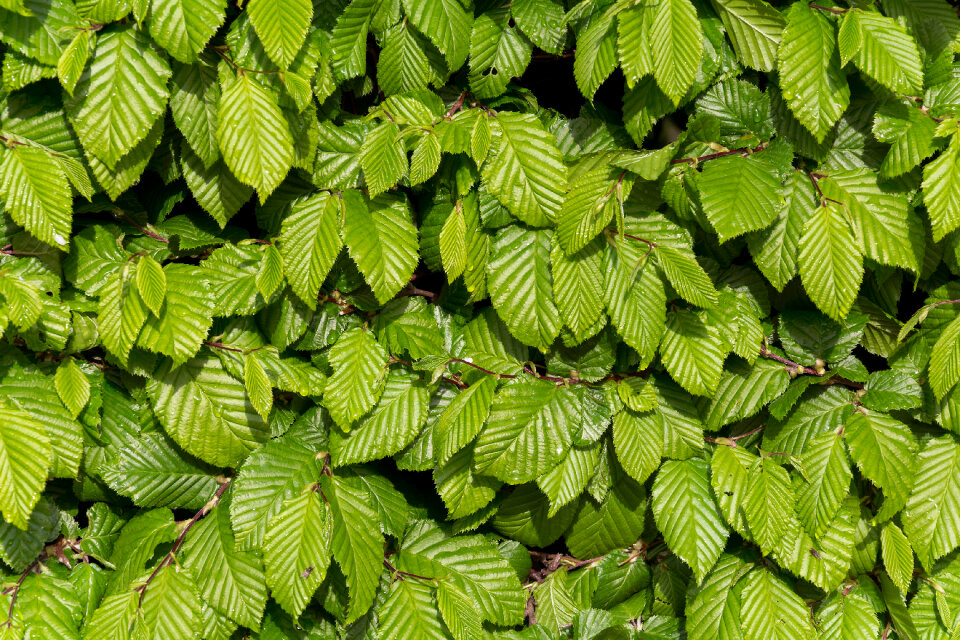 Green Leaves background