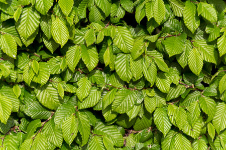 Green Leaves background photo
