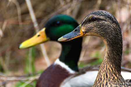 Pair of ducks photo