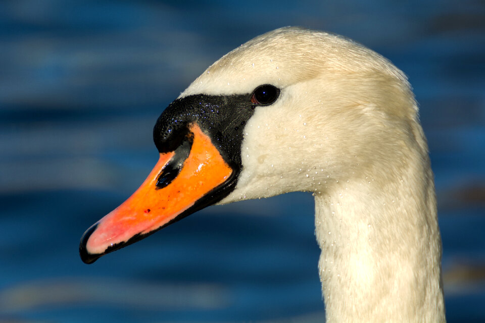 White Swan Portrait