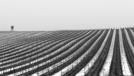 Vineyard Covered With Snow photo