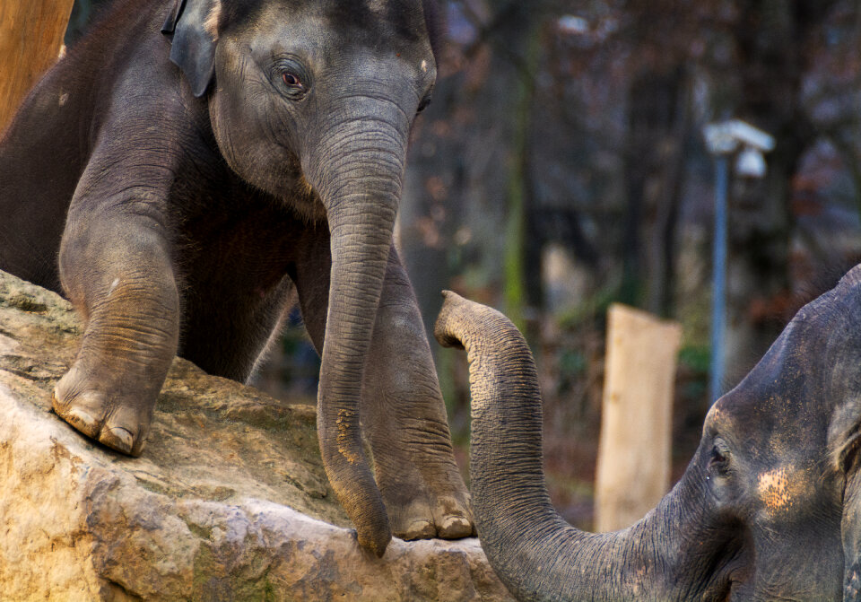 Young Elephant With Mother
