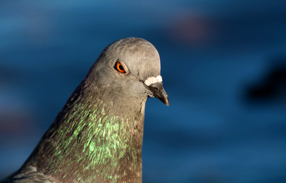 Angry Pigeon photo