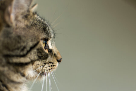 Side View Portrait of Cat photo