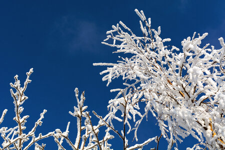 Snowy Tree Branches photo