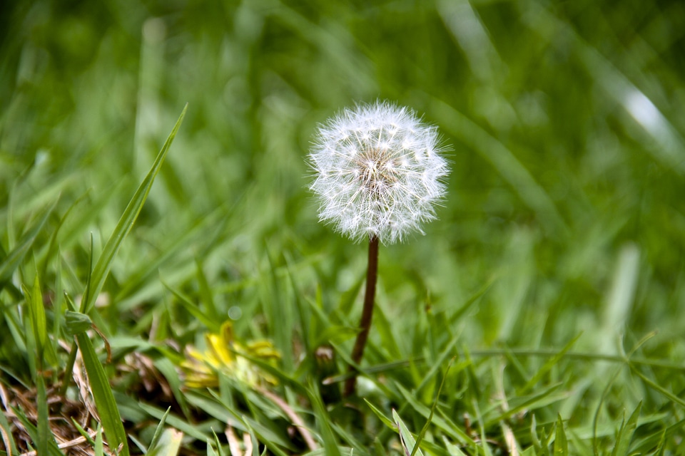 Plant natural blossom