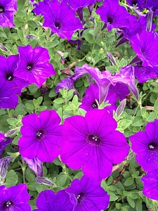 Floral plants natural