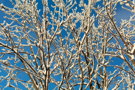 Snow covered tree branches against the blue sky