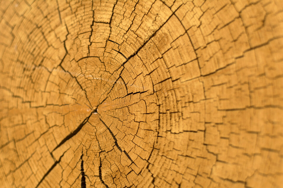 Wood Slice Cross Section