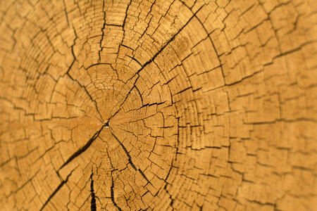 Wood Slice Cross Section photo