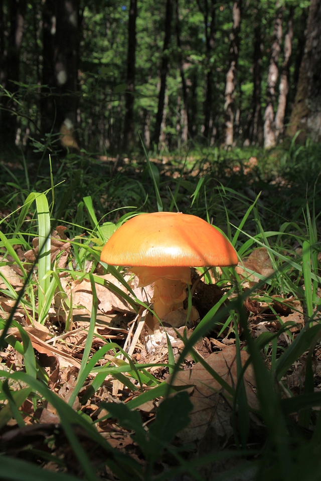 Healthy fresh fungi