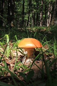 Healthy fresh fungi photo