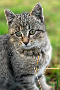 Cute kitten portrait photo