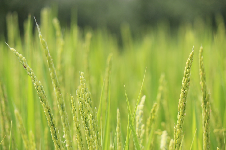 Ear of rice green fukushima
