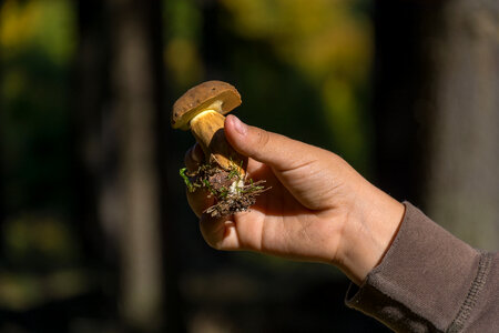 Mushroom in Children Hand photo
