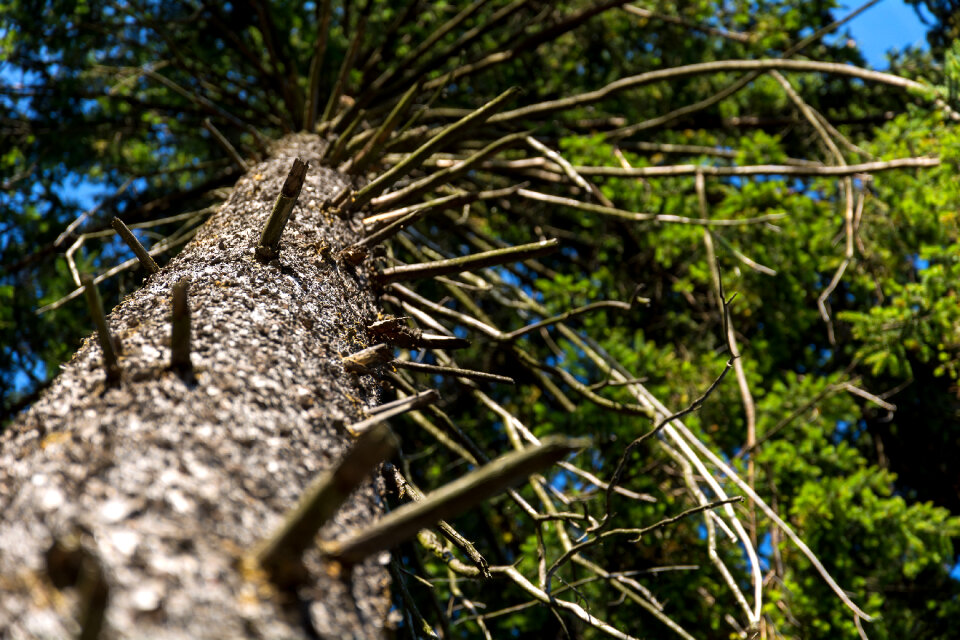 Close-up of a Tree