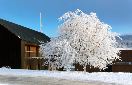 Frozen Tree and House photo
