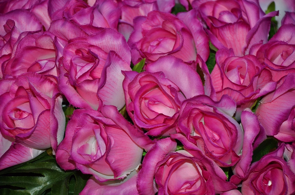 Lilac rose roses