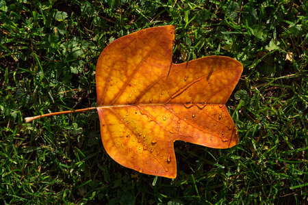 Autumn Leaf on Green Grass photo