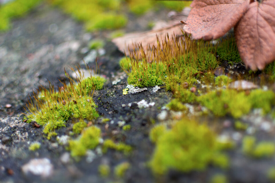 Moss Macro Photography