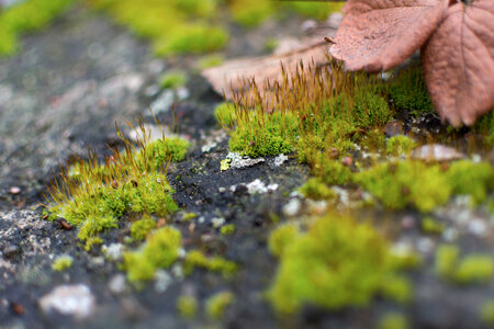 Moss Macro Photography photo