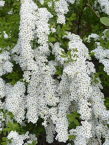 White spierstrauch spiraea arguta