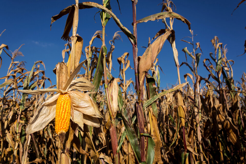 Corn Field photo