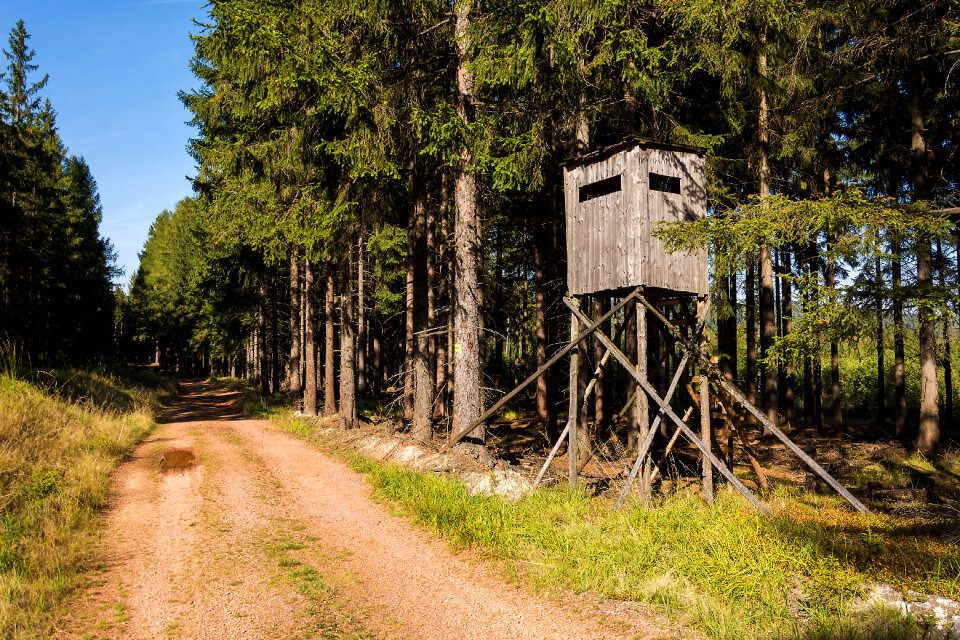 Tree Stand in the Woods