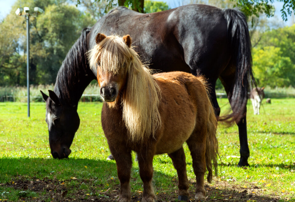 The horse and the pony