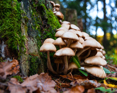 Magic Mushrooms photo
