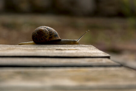 Snail on Wooden Table photo