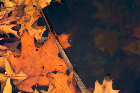 Autumn Leaves in Water photo