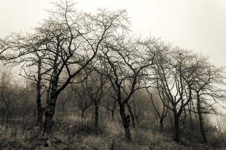 Foggy Forest photo