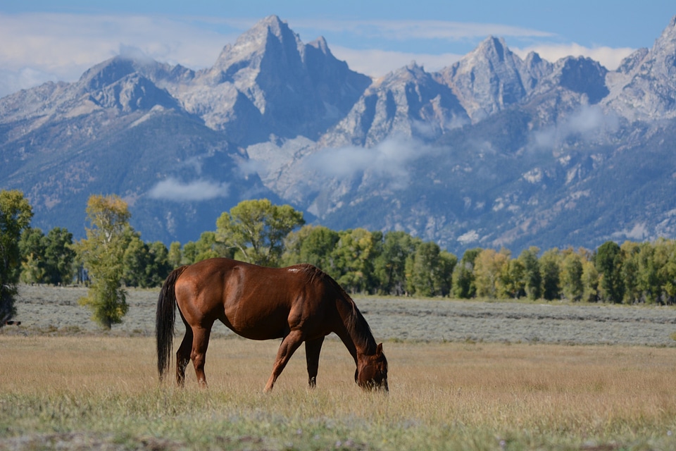 Wyoming ranch grand teton national park