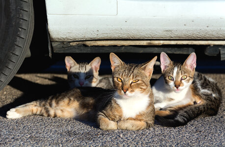 Three Street Cats photo