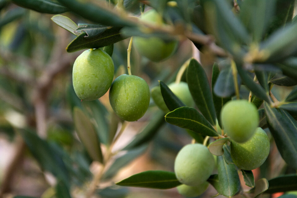 Green Olives on the Tree