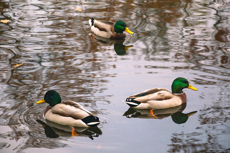 Three Wild Ducks photo
