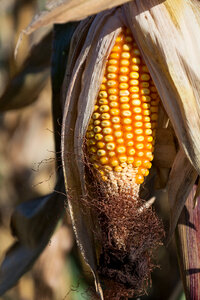 Corn Cob in the Field photo