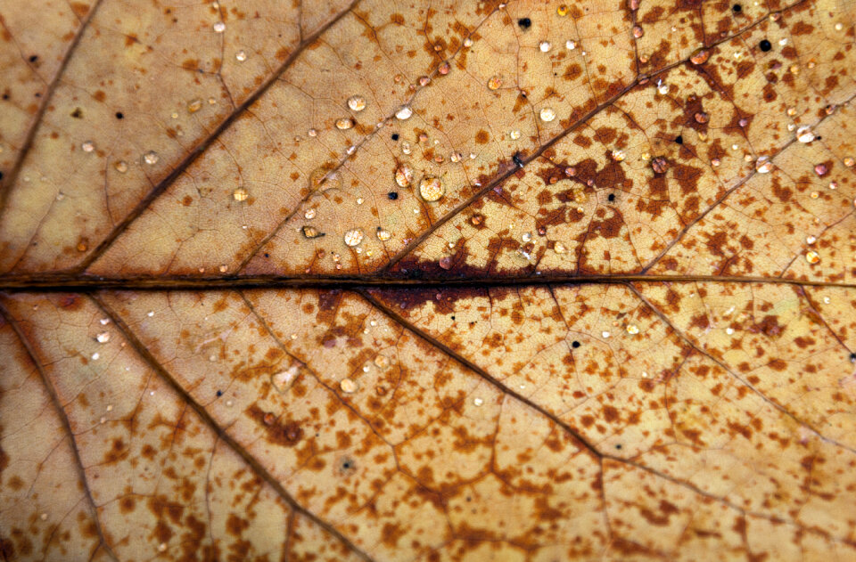Autumn Leaf Close Up