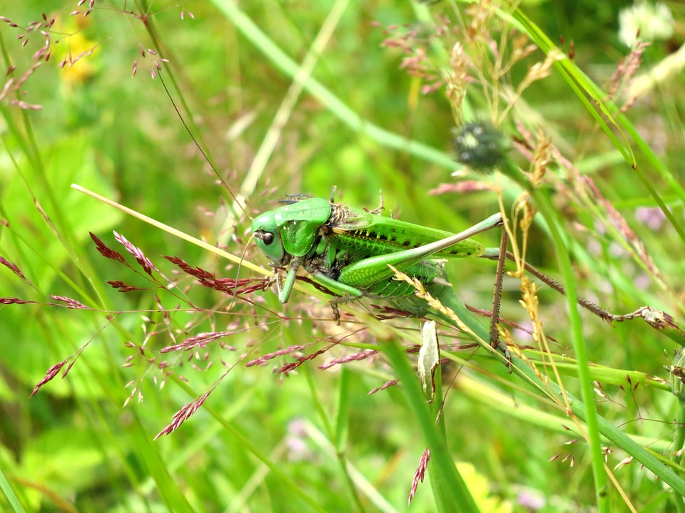 Green nature france