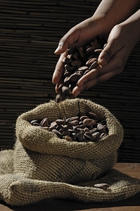 Cacao chocolate jute photo