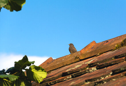 Bird on the roof