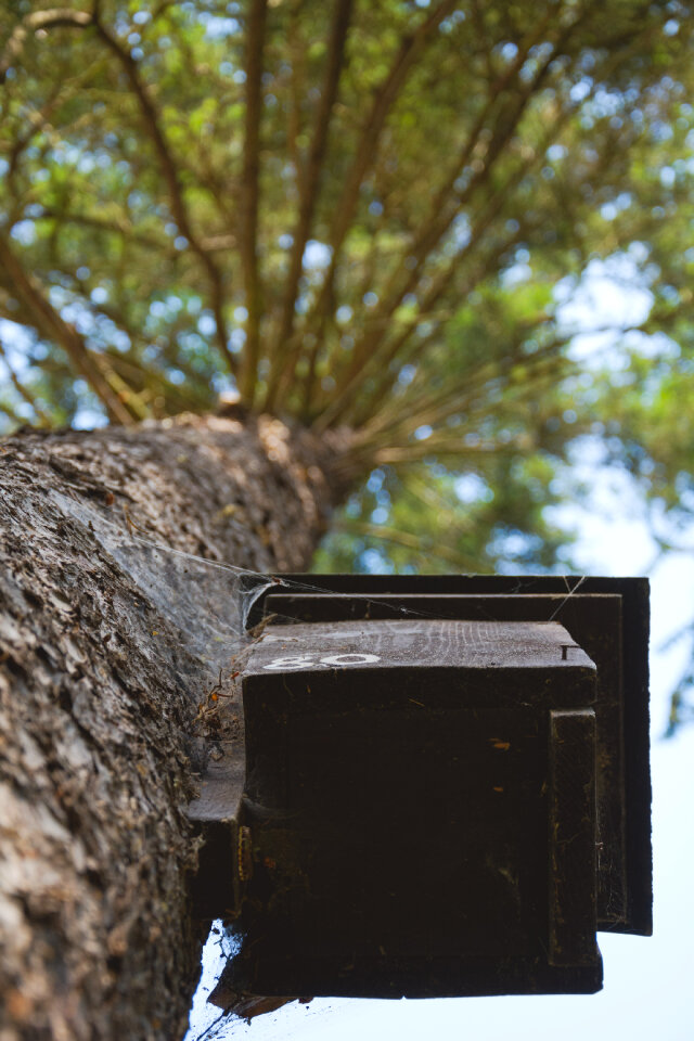 Birdhouse on a tree