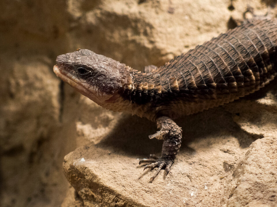 Tropical girdled lizard