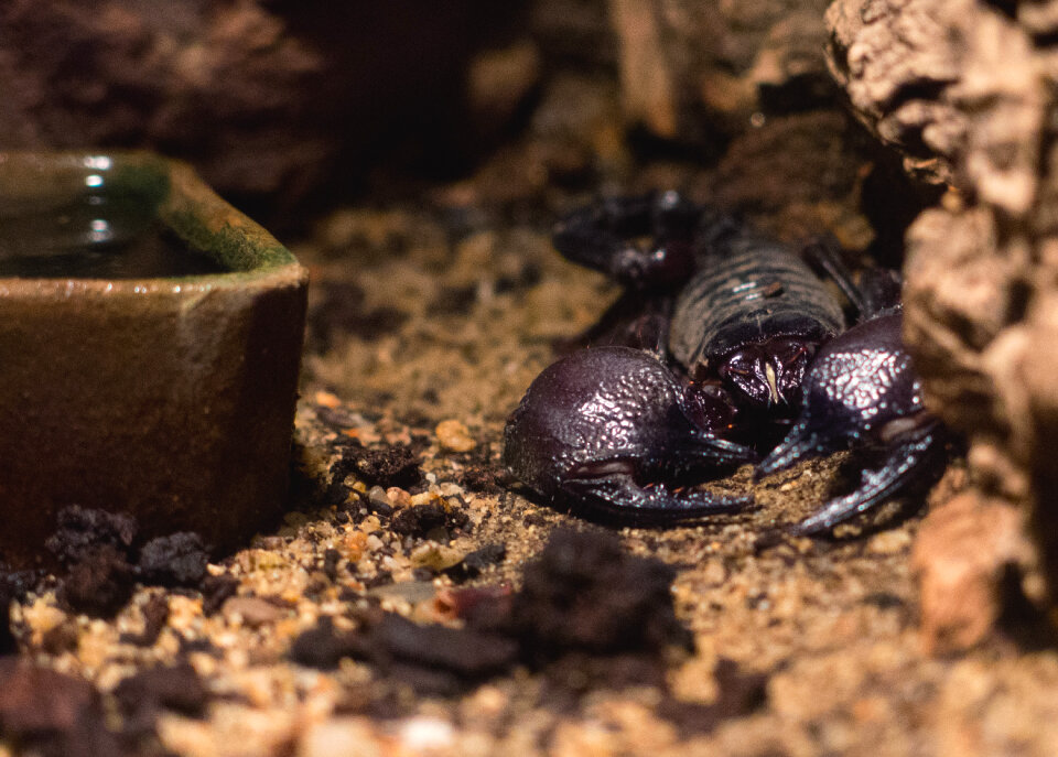 Red claw scorpion (pandinus cavimanus)