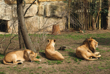Lions In Zoo photo