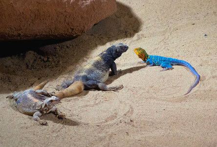 Desert Lizards photo